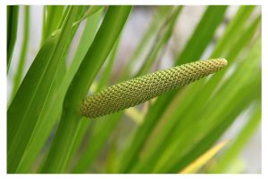 Thạch xương bồ, vị thuốc quý có nhiều tác dụng chữa bệnh