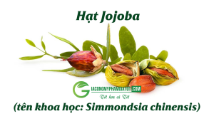 Dầu jojoba thường được sử dụng trong ngành công nghiệp làm đẹp để chăm sóc da và tóc, vì tính chất dưỡng ẩm và khả năng làm mềm da rất tốt