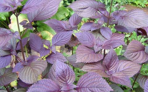 Lá của cây tía tô không chỉ là một loại rau xanh thêm vào bữa ăn hằng ngày mà còn là một loại thảo mộc đem lại nhiều lợi ích cho sức khỏe