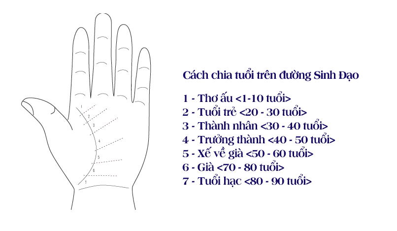 Cách xem chỉ tay cơ bản cho người mới bắt đầu