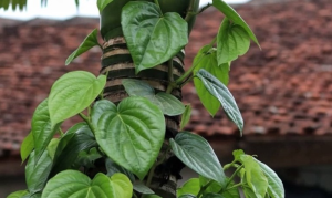 Lá trầu không, thuốc kháng sinh tự nhiên trị nhiều bệnh