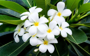 Bài thuốc Nam chữa bệnh cao huyết áp bằng hoa sứ