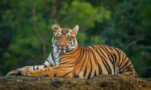 Cách phân biệt cao hổ cốt thật - giả