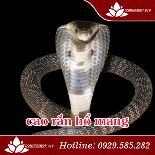 Cao rắn hổ mang, Cao rắn hổ mang nguyên chất, Cao rắn hổ mang chữa xương khớp, Cao rắn hổ mang có tốt không, mua Cao rắn hổ mang ở đâu, Cao rắn hổ mang là gì, chữa đau xương khớp bằng Cao rắn hổ mang, Cao rắn hổ mang đại việt, Viên khớp Bách Xà, những ai nên dùng cao rắn hổ mang