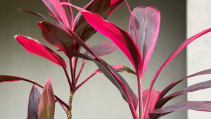 Cây huyết dụ, cây cảnh và cây thuốc