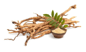 Cây bách bệnh có chữa được bách bệnh?