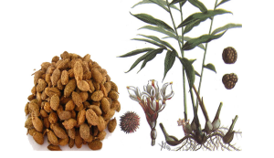 Cây sa nhân, đặc điểm, công dụng và bài thuốc chữa bệnh