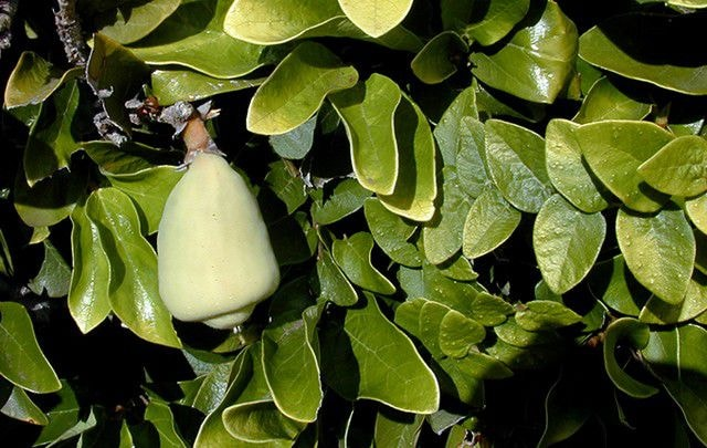 Trâu cổ, vị thuốc quý bám đầy bờ tường nhiều người không biết