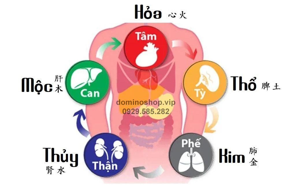 9 bài thuốc trị bệnh viêm phế quản cực hay