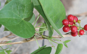 Dây Đau Xương Là Gì? Vén Màn Bí Mật Về "Dây Thần Thông"