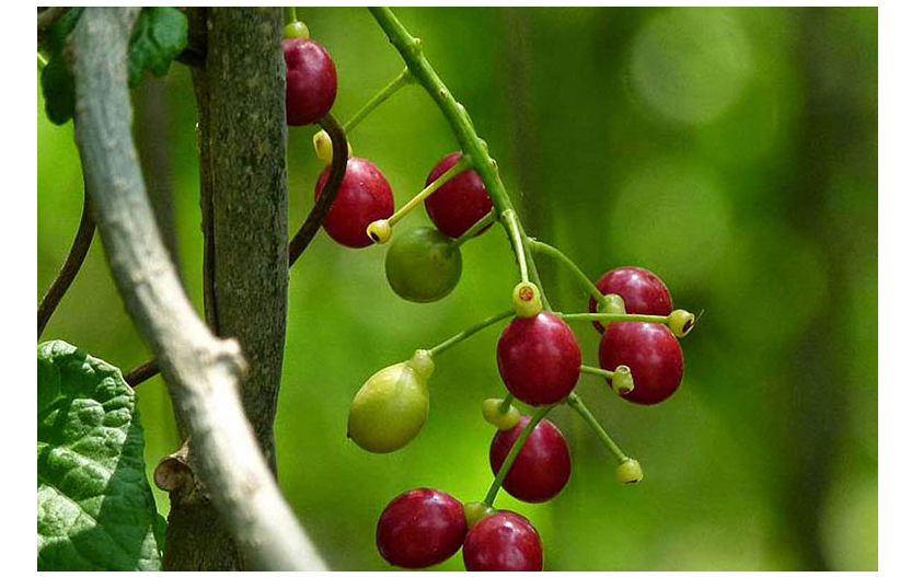 Dây Đau Xương Là Gì? Vén Màn Bí Mật Về "Dây Thần Thông"