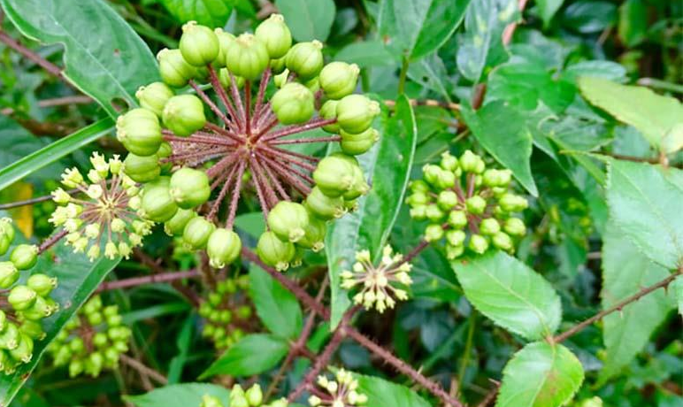 Cây đơn châu chấu, đặc điểm, dược tính và công dụng chữa bệnh