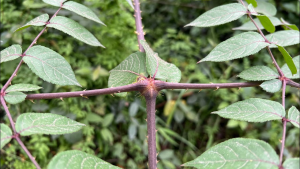 Cây đơn châu chấu, đặc điểm, dược tính và công dụng chữa bệnh