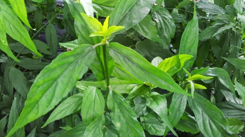 Cây xương khỉ, vị thuốc quý với nhiều công dụng