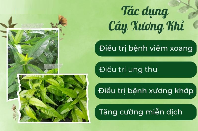 Cây xương khỉ, vị thuốc quý với nhiều công dụng