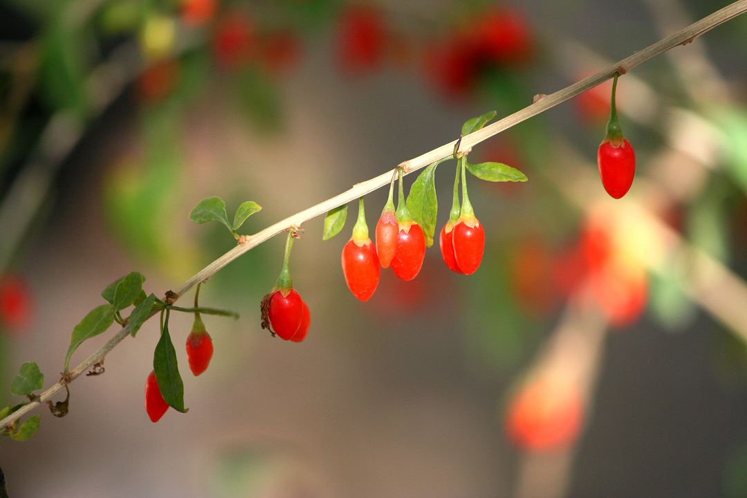 Khám phá công dụng của kỷ tử với sức khỏe