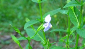 Thấu cốt thảo là vị thuốc gì, mọc ở đâu, dùng ra sao