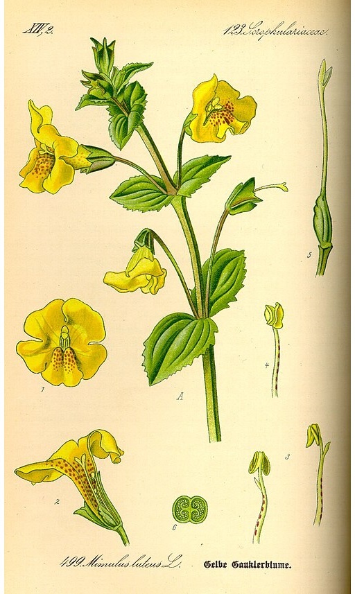 cây Thấu Cốt Thảo, đặc điểm sinh học, dược tính và công dụng chữa bệnh.