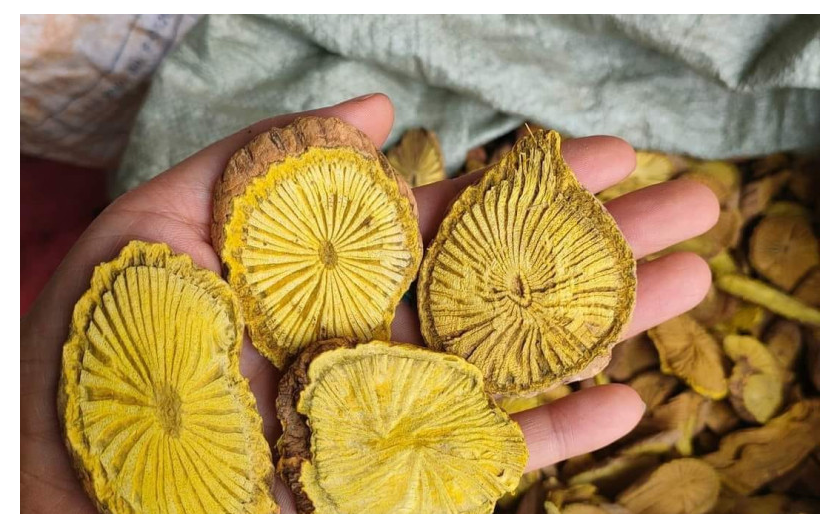 Cây Hoàng Đằng, công dụng và cách dùng