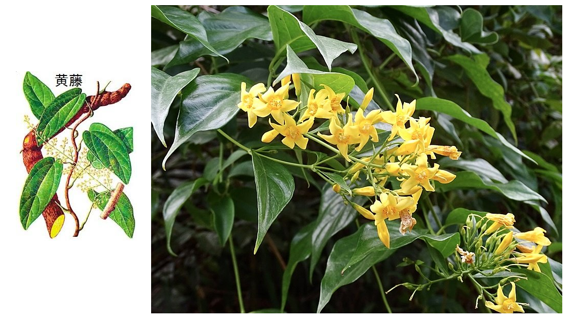 Cây Hoàng Đằng, công dụng và cách dùng