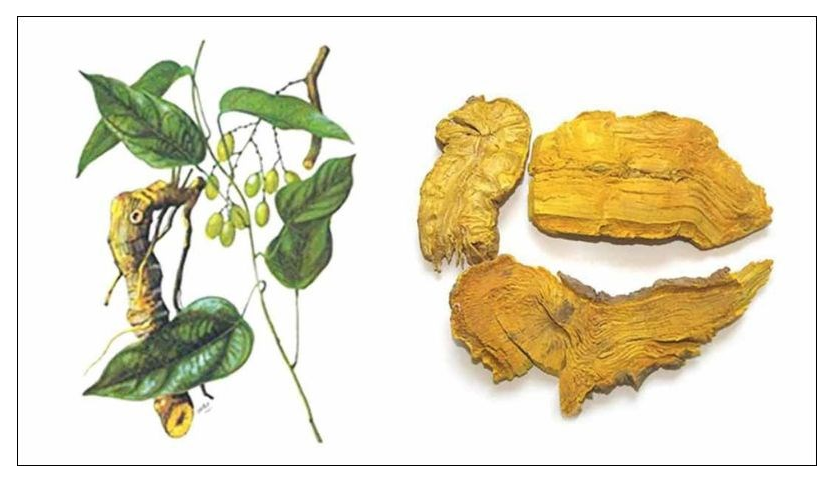 Cây Hoàng Đằng, công dụng và cách dùng