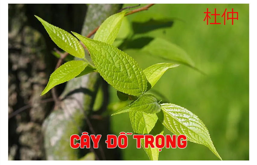 Cây Đỗ Trọng: Vị Thuốc Quý Cho Xương Khớp Từ 1000 Năm Trước