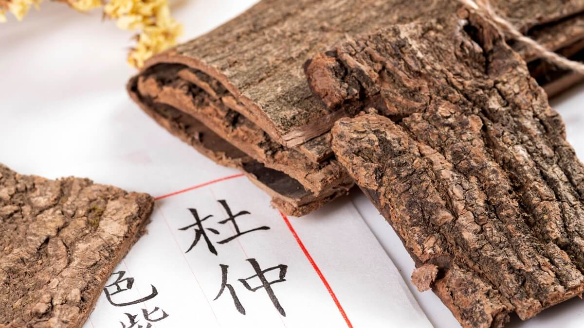 Cây Đỗ Trọng: Vị Thuốc Quý Cho Xương Khớp Từ 1000 Năm Trước