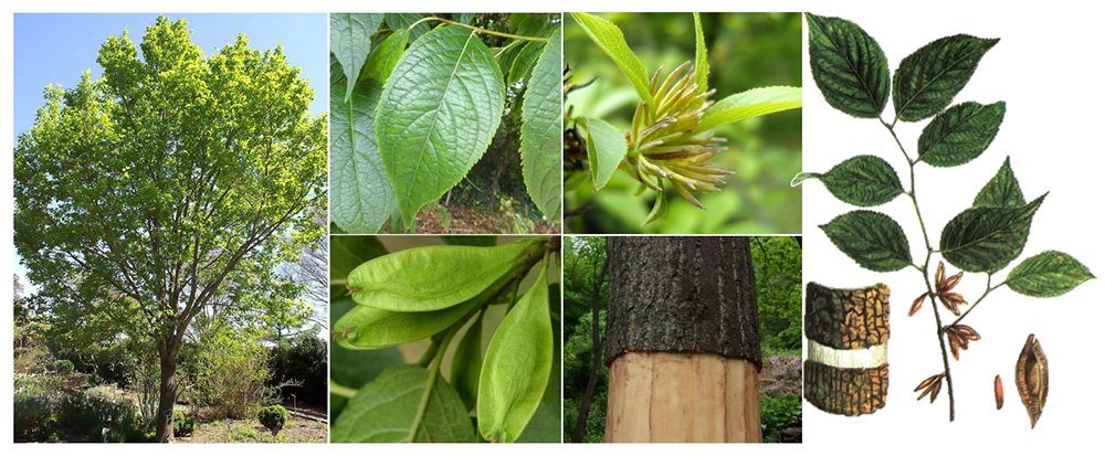 Cây Đỗ Trọng: Vị Thuốc Quý Cho Xương Khớp Từ 1000 Năm Trước