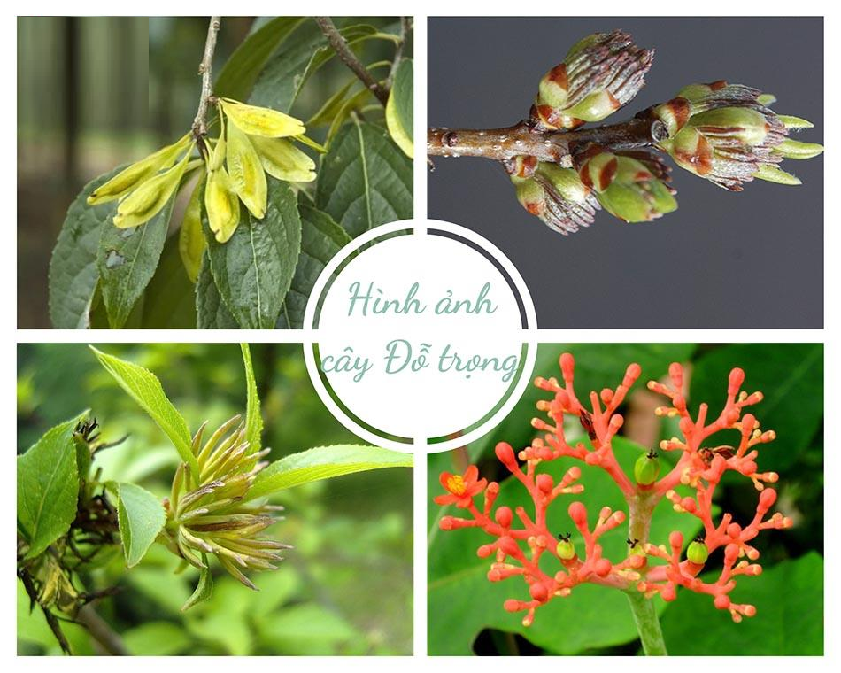 Cây Đỗ Trọng: Vị Thuốc Quý Cho Xương Khớp Từ 1000 Năm Trước