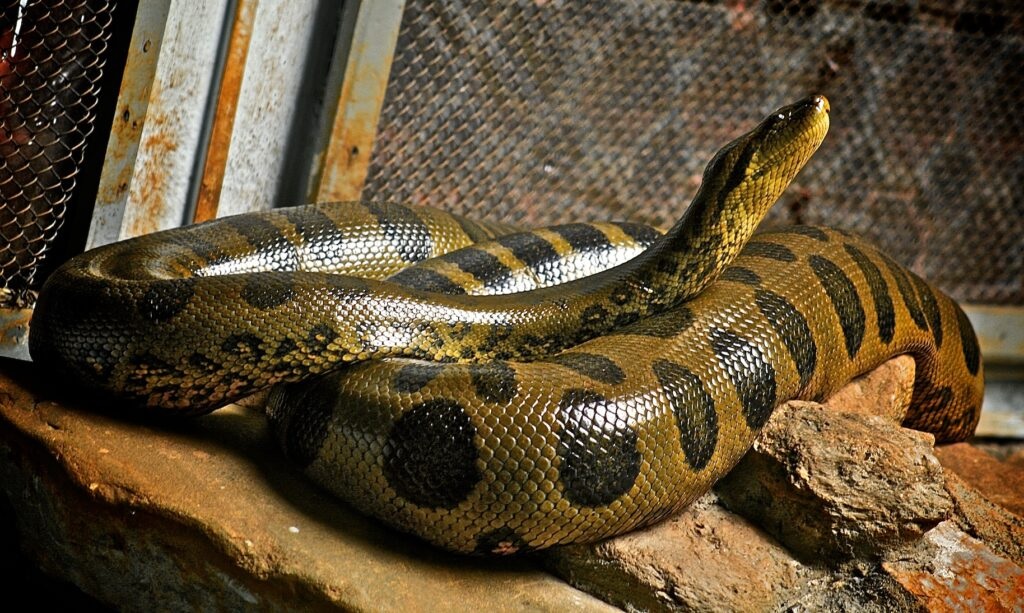 Giáo sư Trung Quốc hướng dẫn cách dùng cao trăn đúng cách