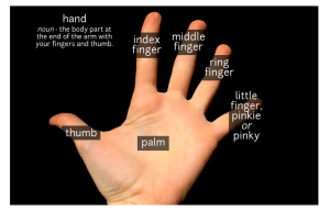 Ý nghĩa các ngón tay trong thuật xem chỉ tay