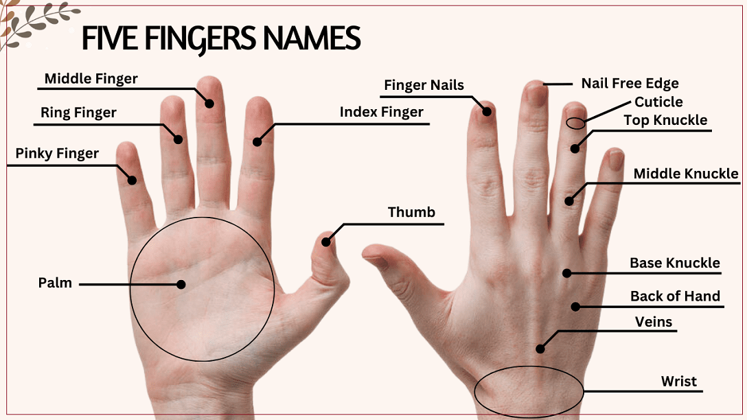 Ý nghĩa các ngón tay trong thuật xem chỉ tay