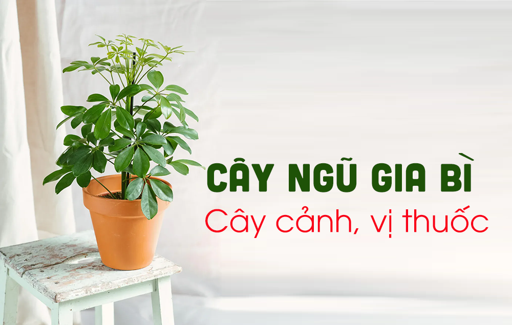 Không chỉ làm cảnh, cây ngũ gia bì còn là vị thuốc quý