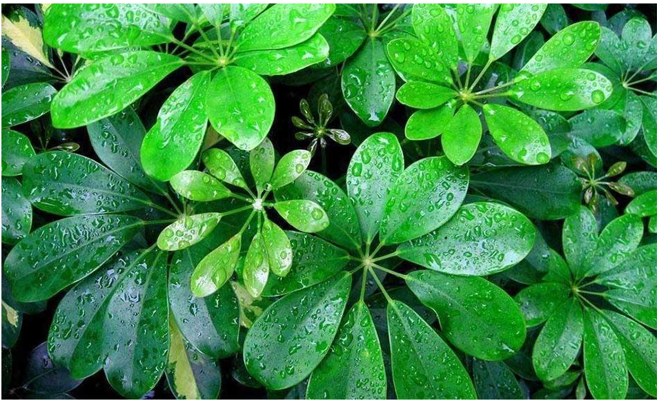 Không chỉ làm cảnh, cây ngũ gia bì còn là vị thuốc quý