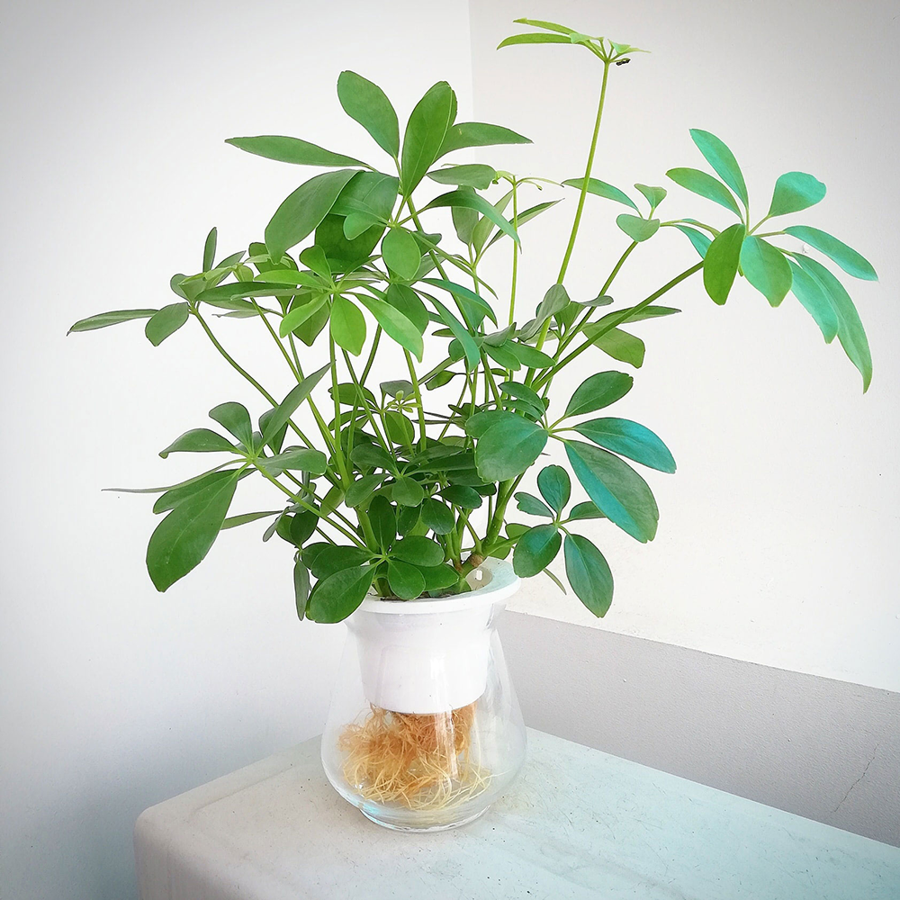 Không chỉ làm cảnh, cây ngũ gia bì còn là vị thuốc quý