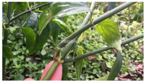 Cây xương khỉ, đặc điểm và công dụng