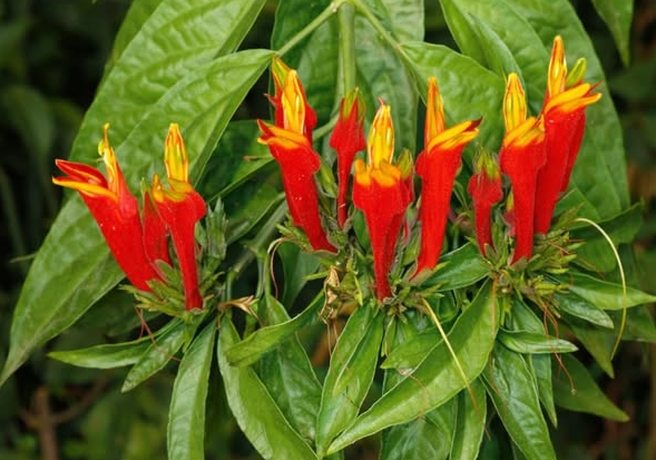 Cây xương khỉ, đặc điểm và công dụng