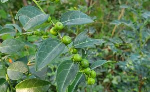 Cây bồ cu vẽ, đặc điểm và công dụng
