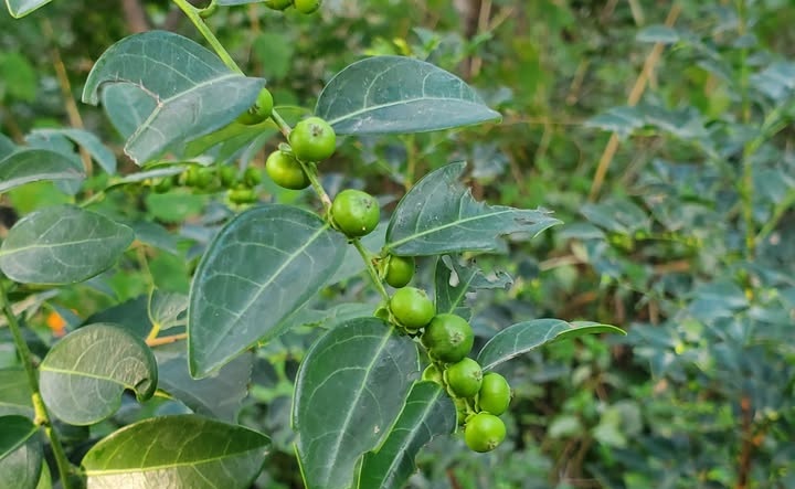 Cây bồ cu vẽ, đặc điểm và công dụng